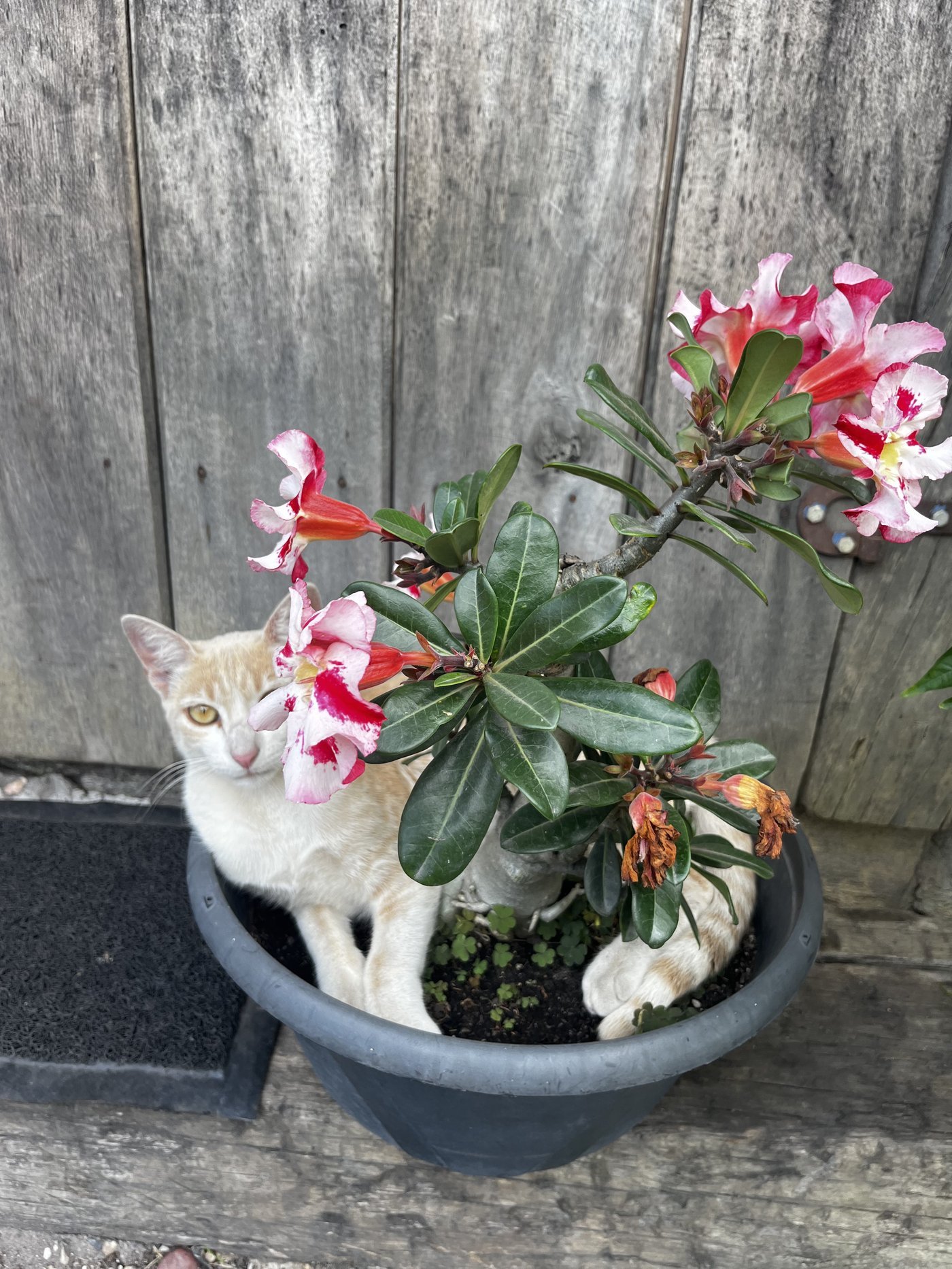 Detalhes charmosos da pousada